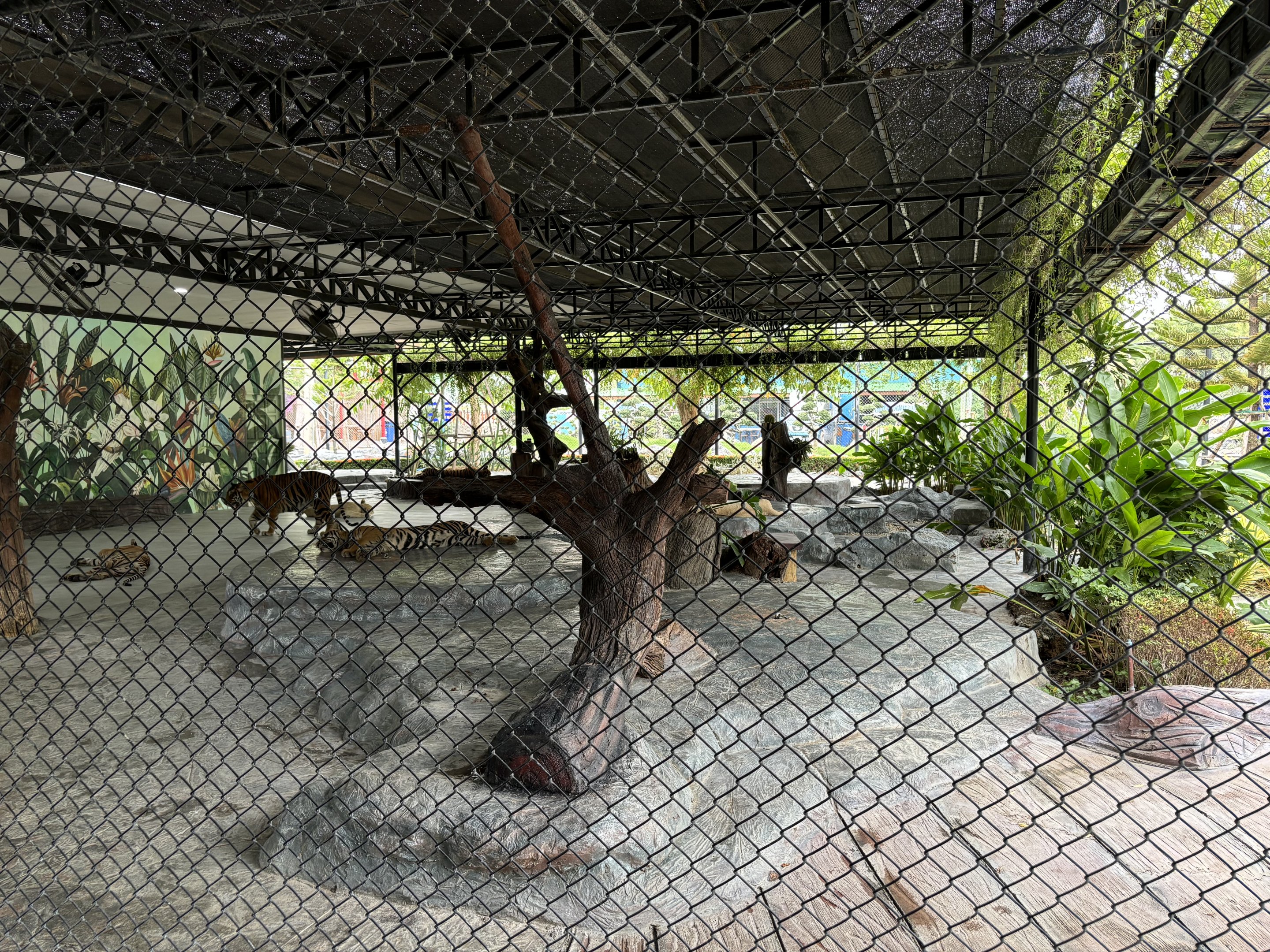 Chained Big Cats - Lion Park