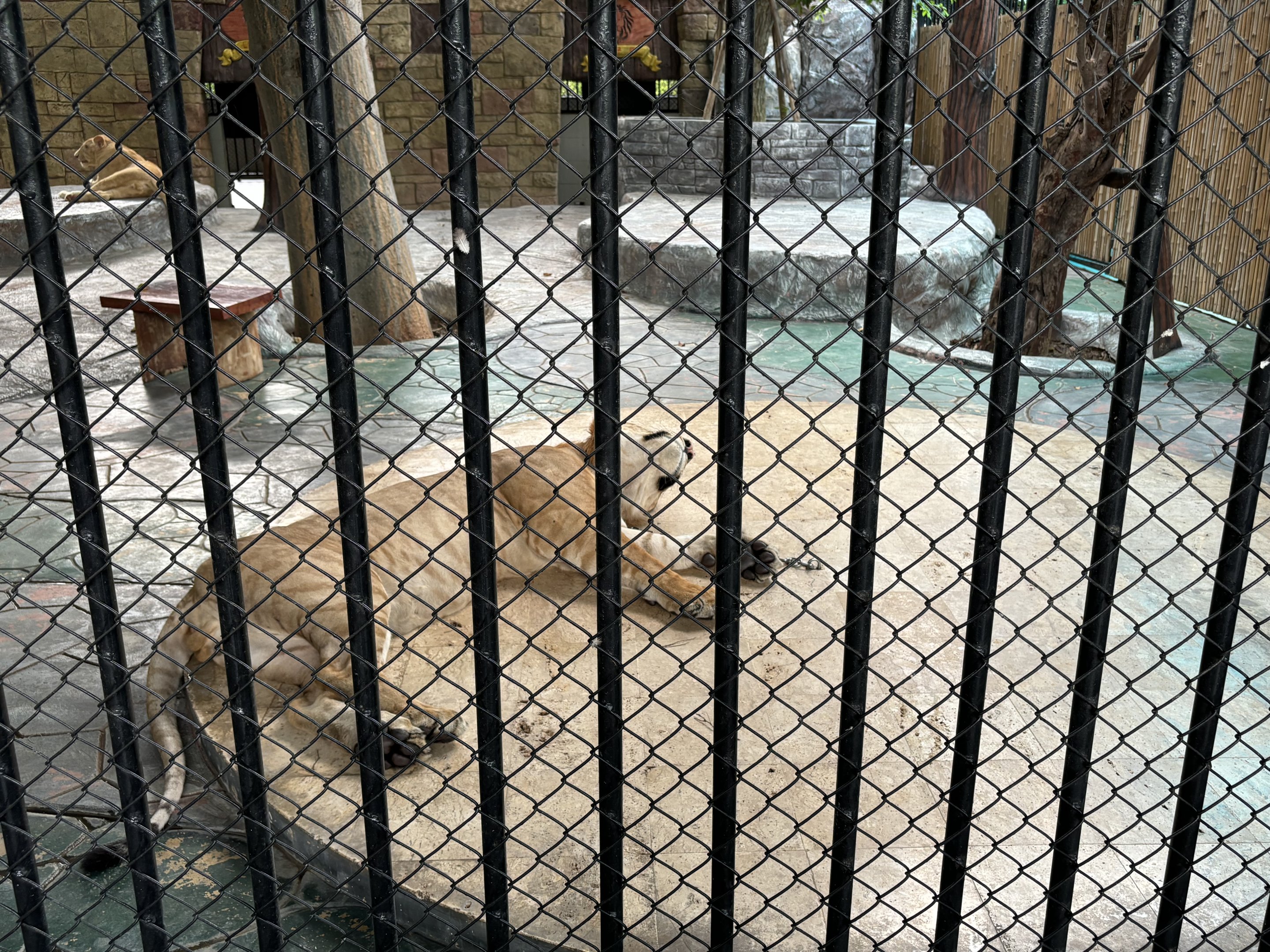 Chained Big Cats - Lion Park