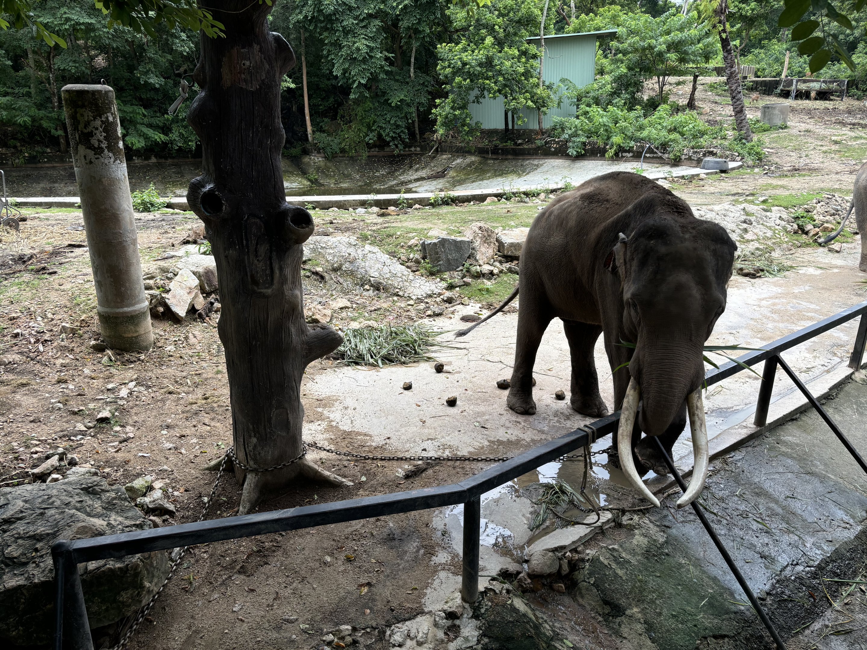 Chained Bull Asian Elephant