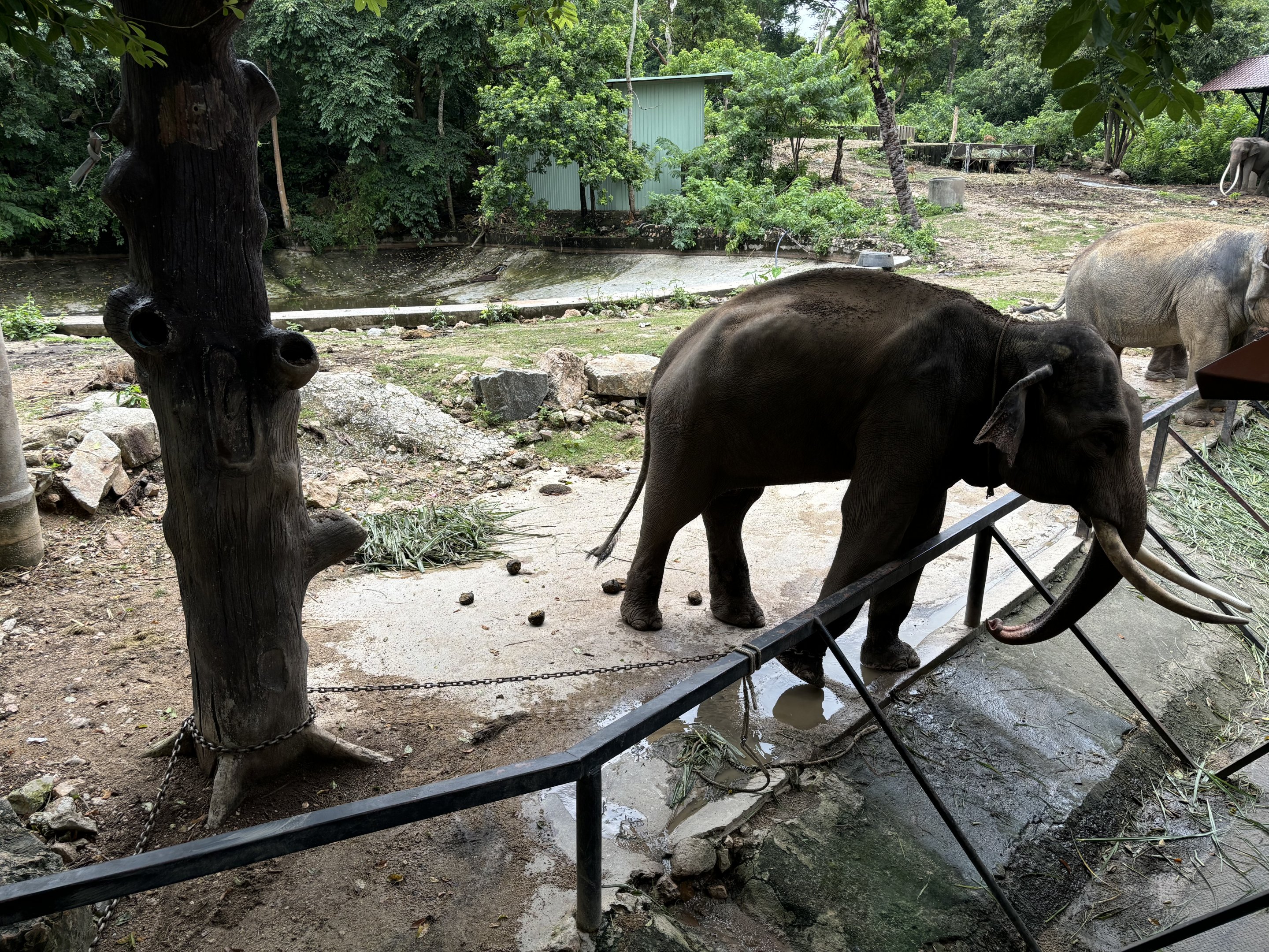 Chained Bull Asian Elephant