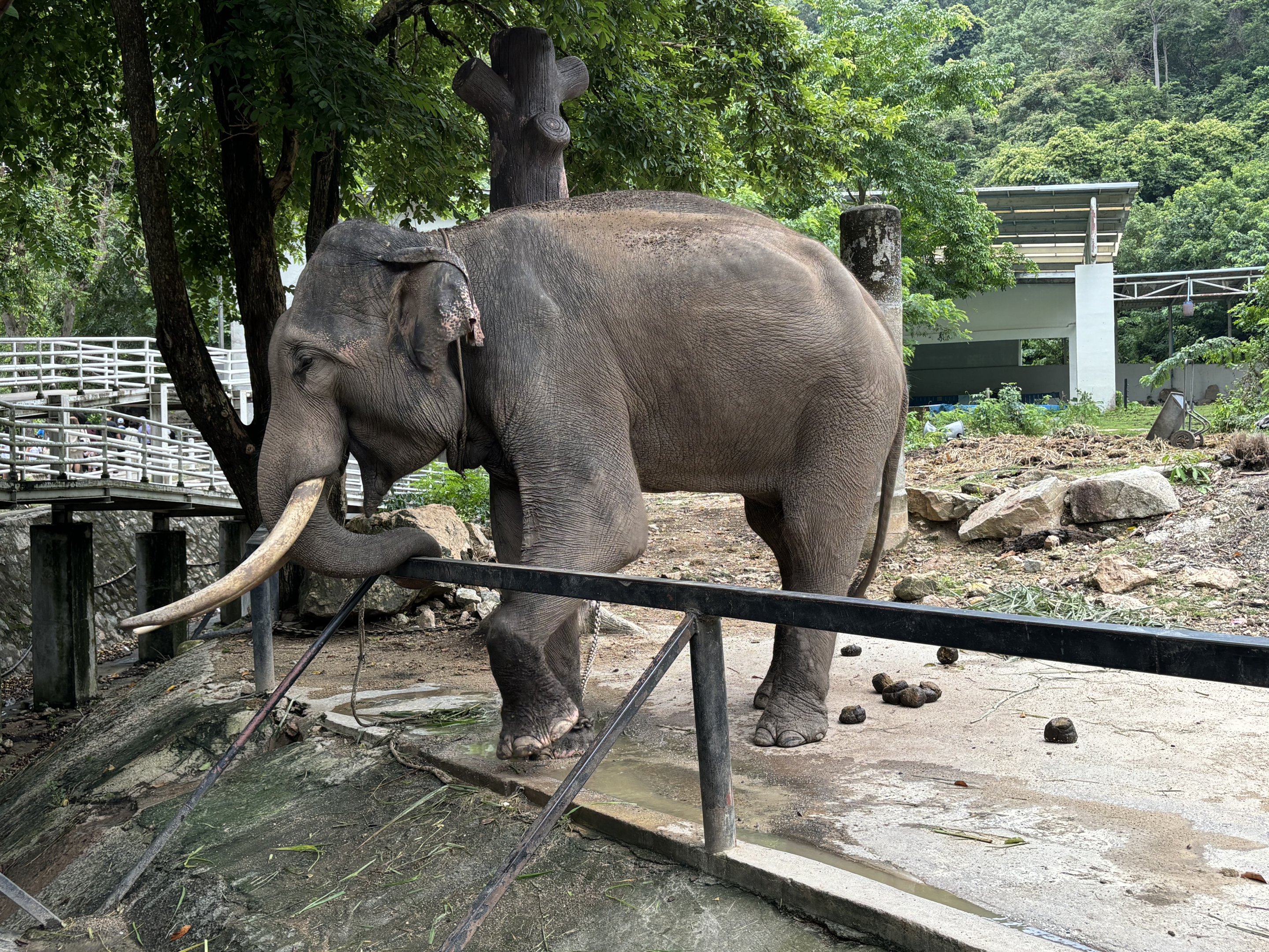 Chained Bull Asian Elephant