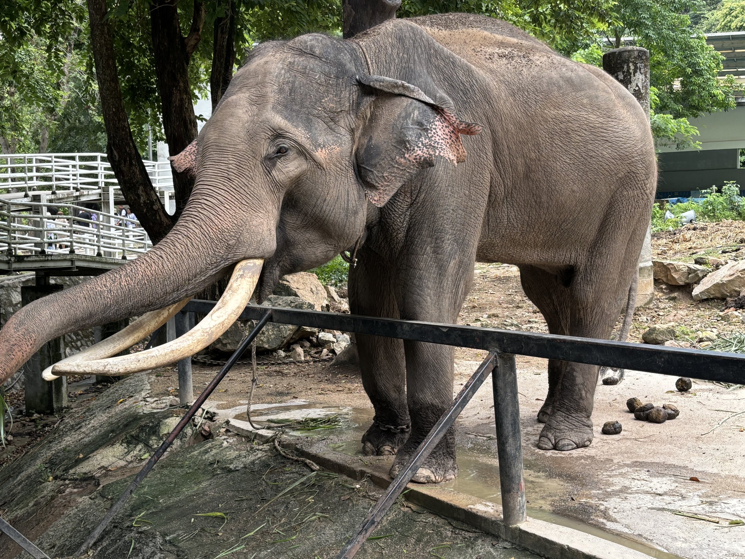 Chained Bull Asian Elephant