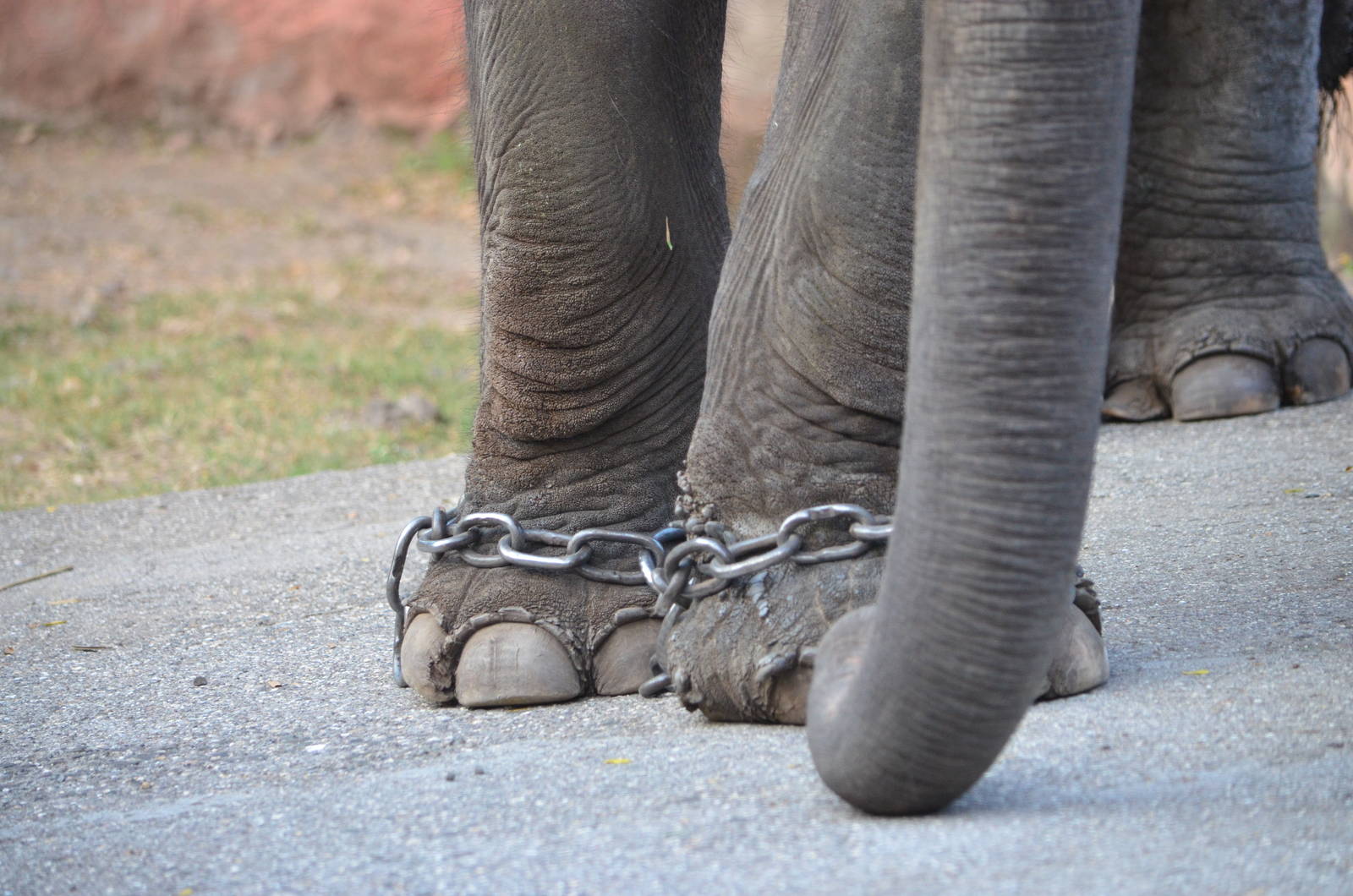 Chained elephant legs
