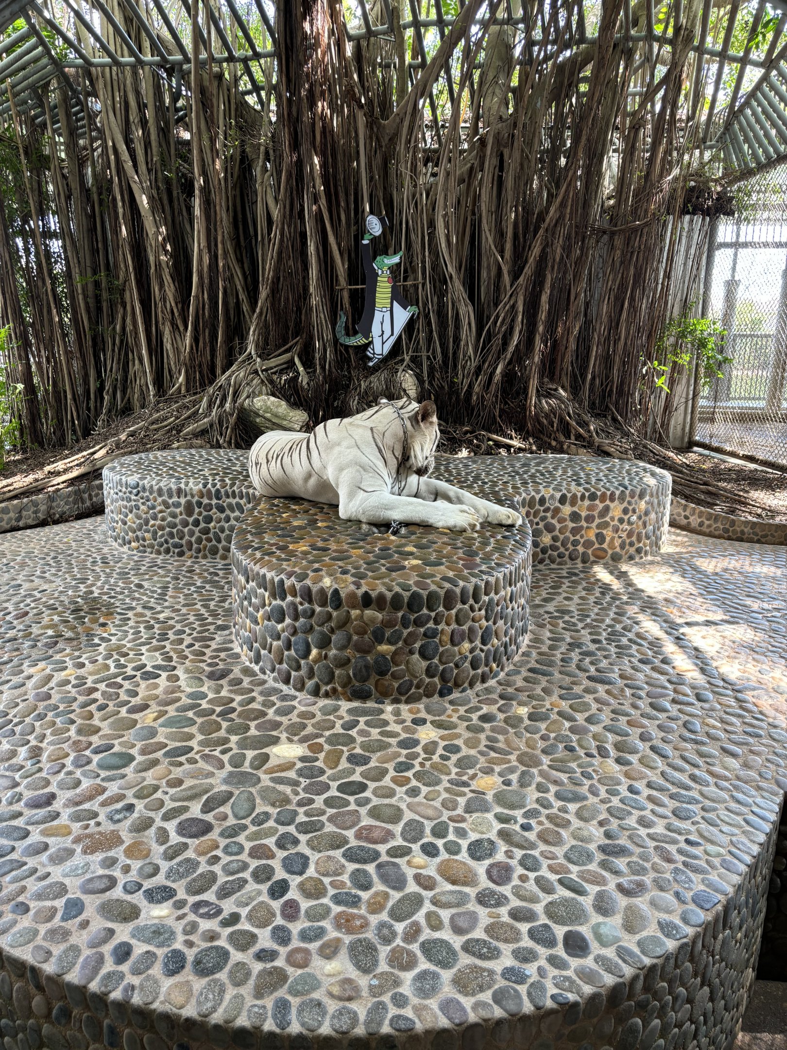 Chained Tiger Photo Opportunity