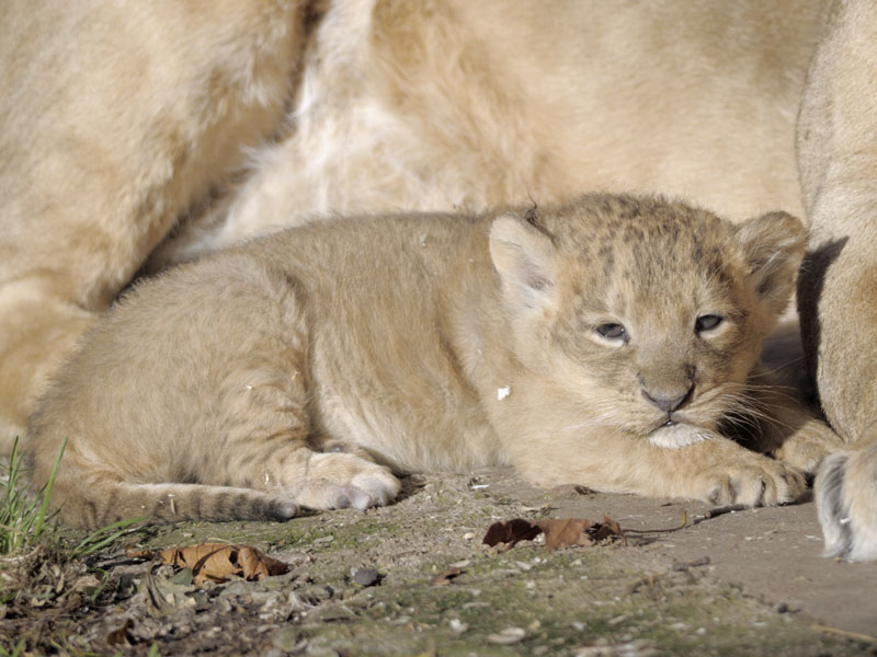 Chakra, Indian lion cub