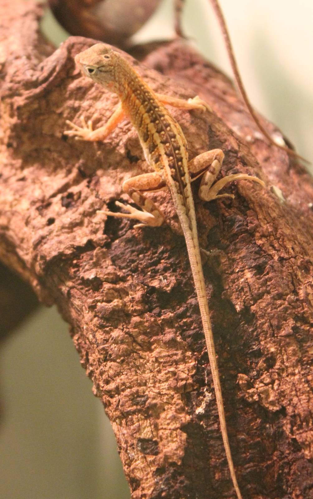 Chalarodon madagascariensis