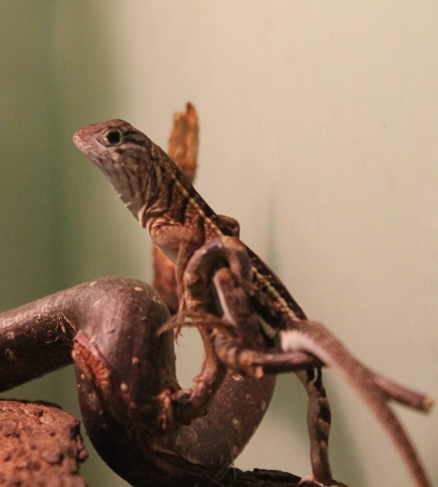 Chalarodon madagascariensis