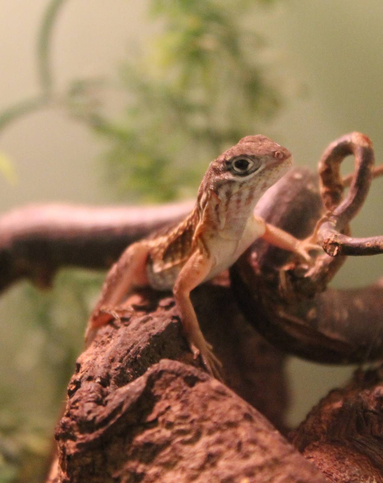 Chalarodon madagascariensis