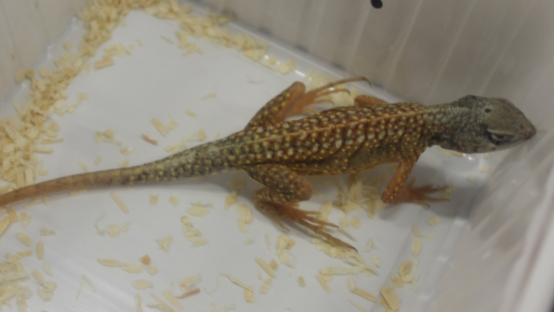 Chalarodon madagascariensis