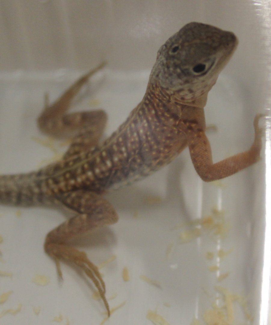 Chalarodon madagascariensis