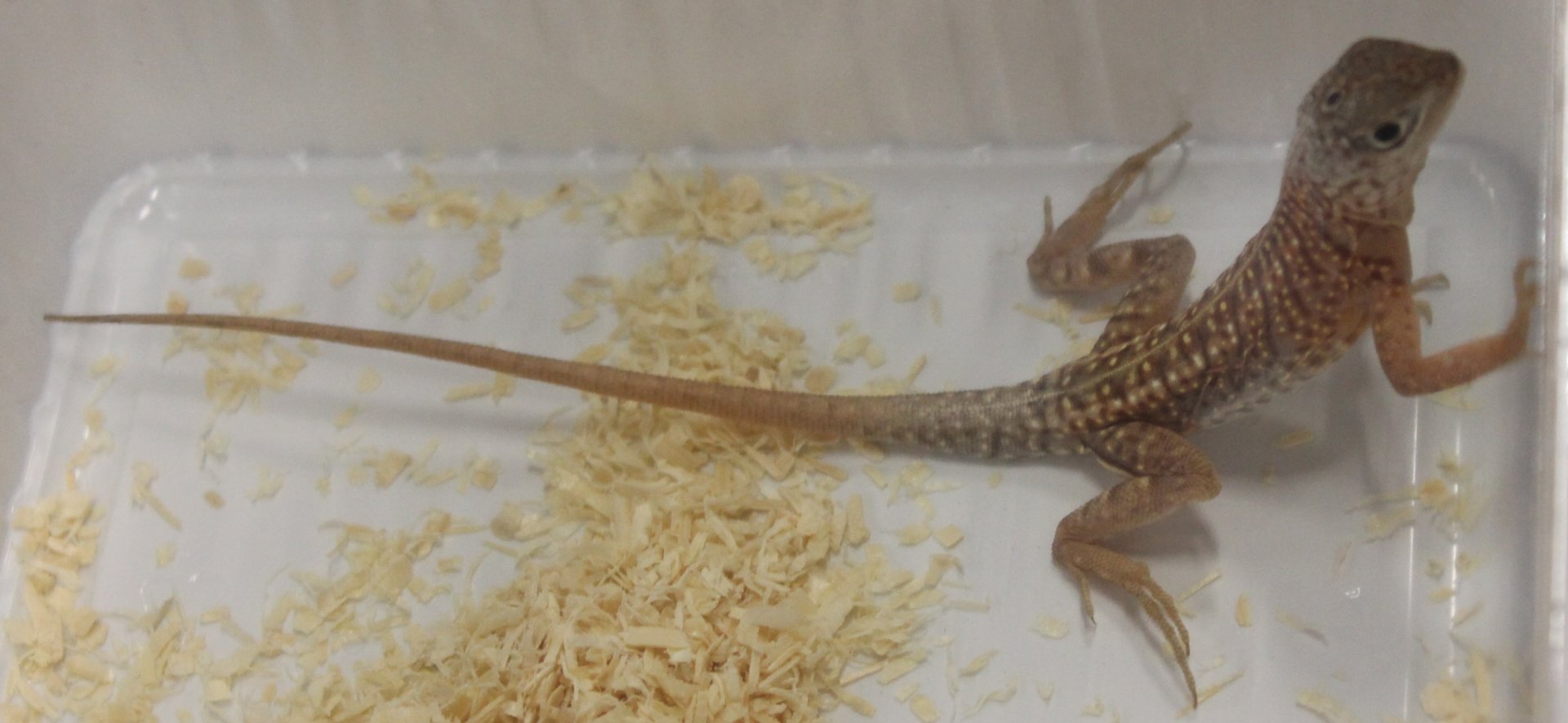 Chalarodon madagascariensis