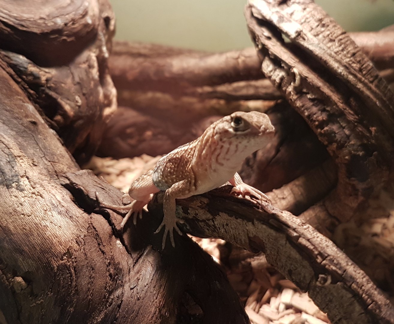 Chalarodon madagascariensis