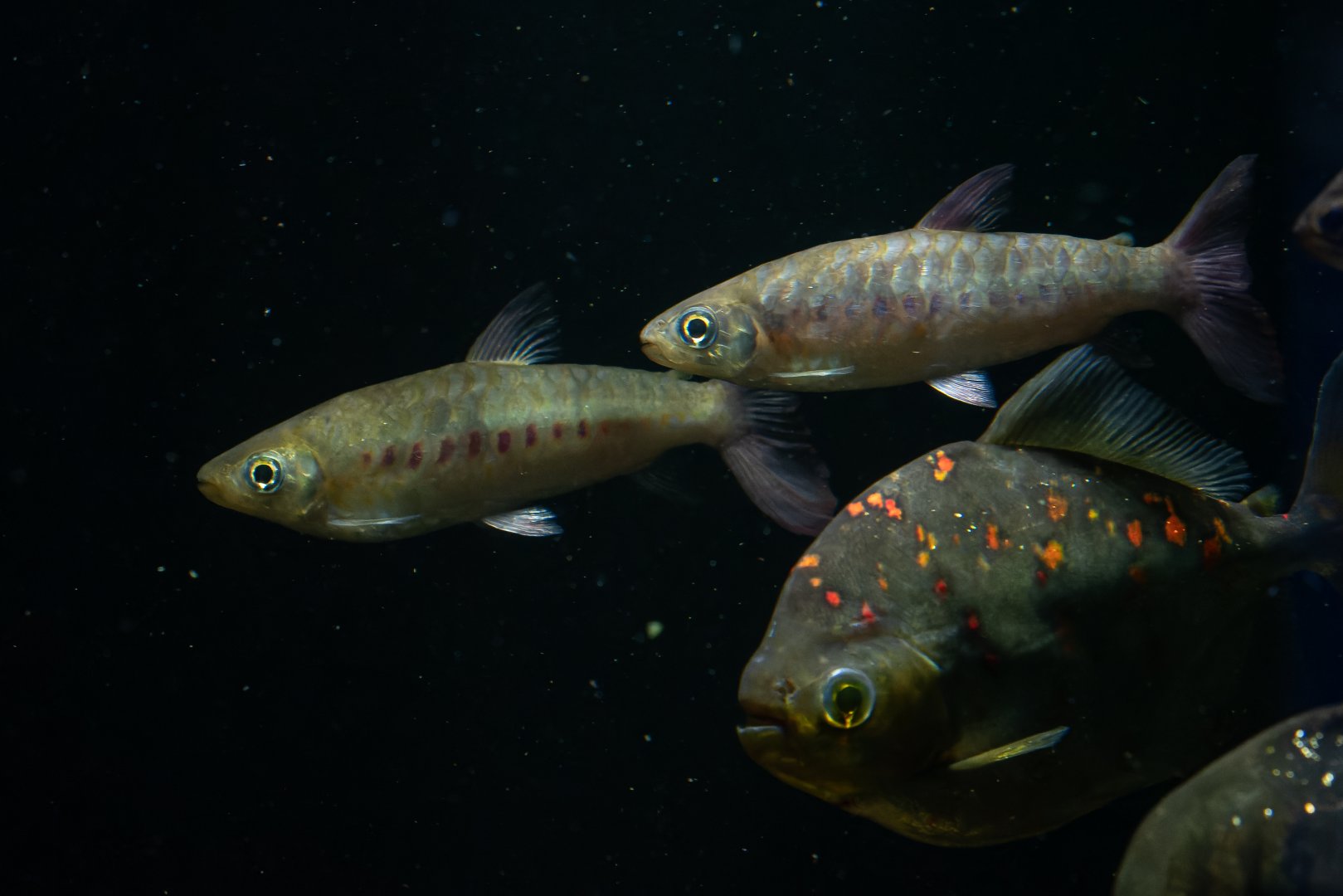 Chalceus erythrurus? - Zoo/Aquarium Berlin