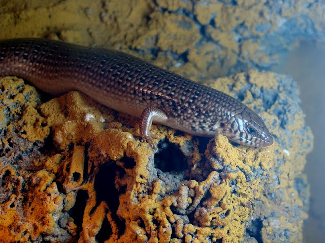 Chalcides o.ocellatus