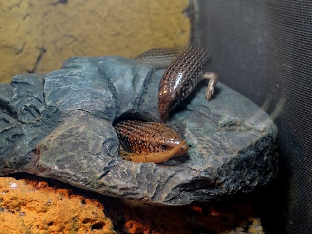 Chalcides o.ocellaus