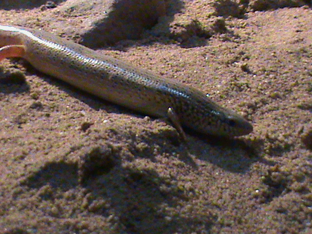 chalcides ocellatus 160911