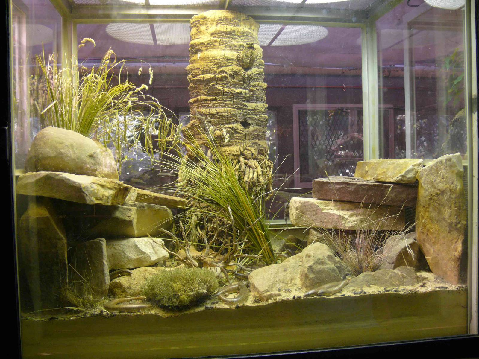 Chalcides ocellatus terrarium in Vivarium