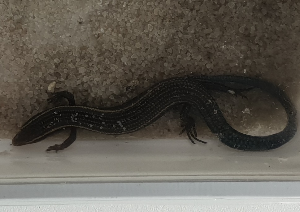 Chalcides sexlineatus