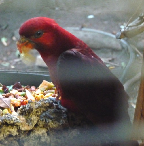 Chalcopsitta cardinalis