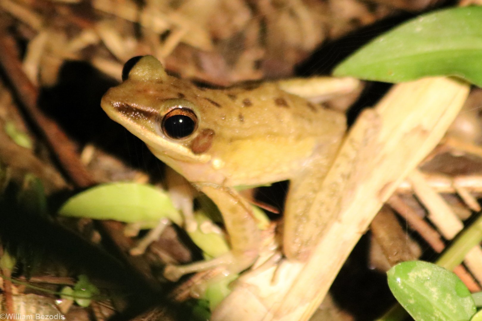 Chalcorana chalconota I think - Siberut