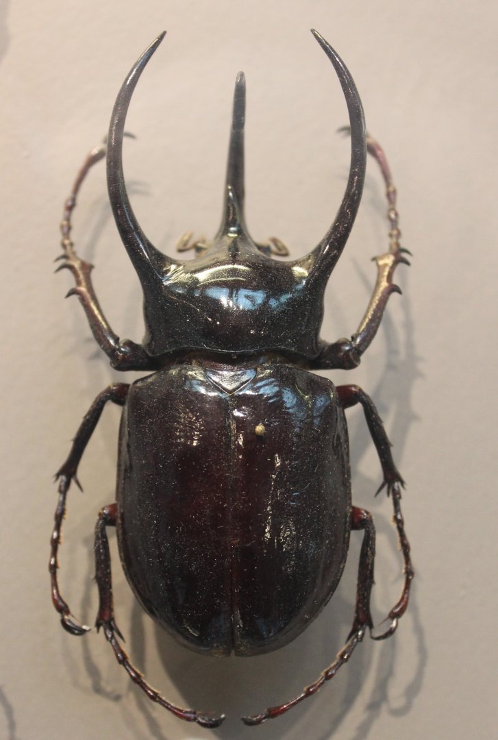 Chalcosoma atlas
