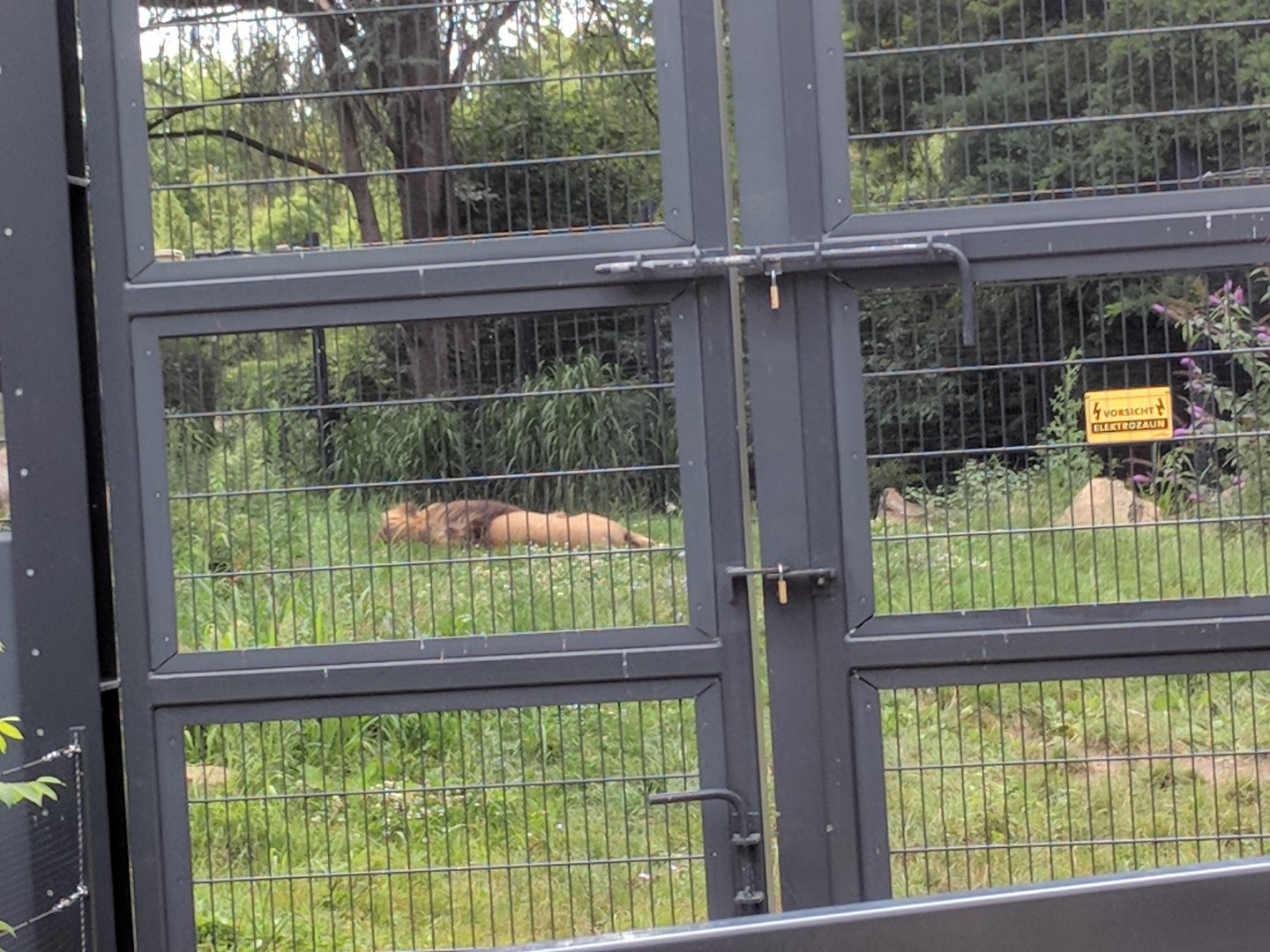 Chalid the African Lion