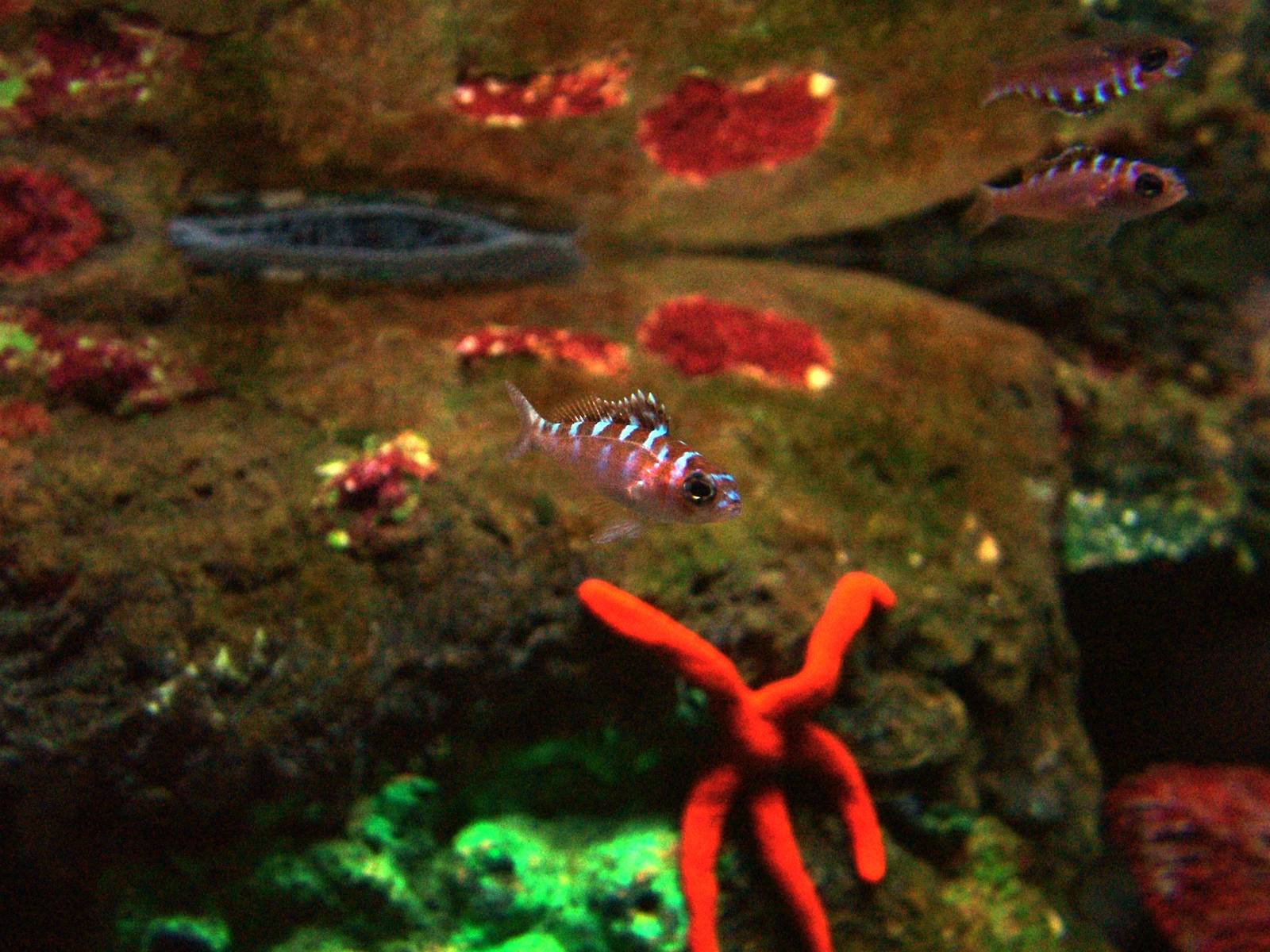 Chalk Bass at SeaLife Birmingham 28/02/10