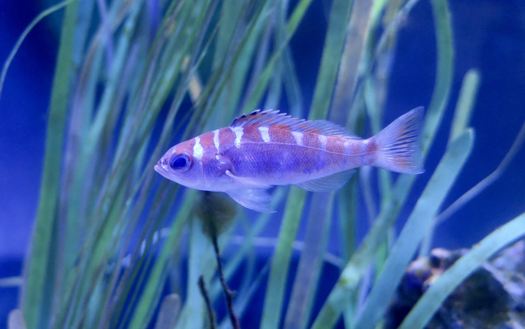 Chalk Bass (Serranus tortugarum)