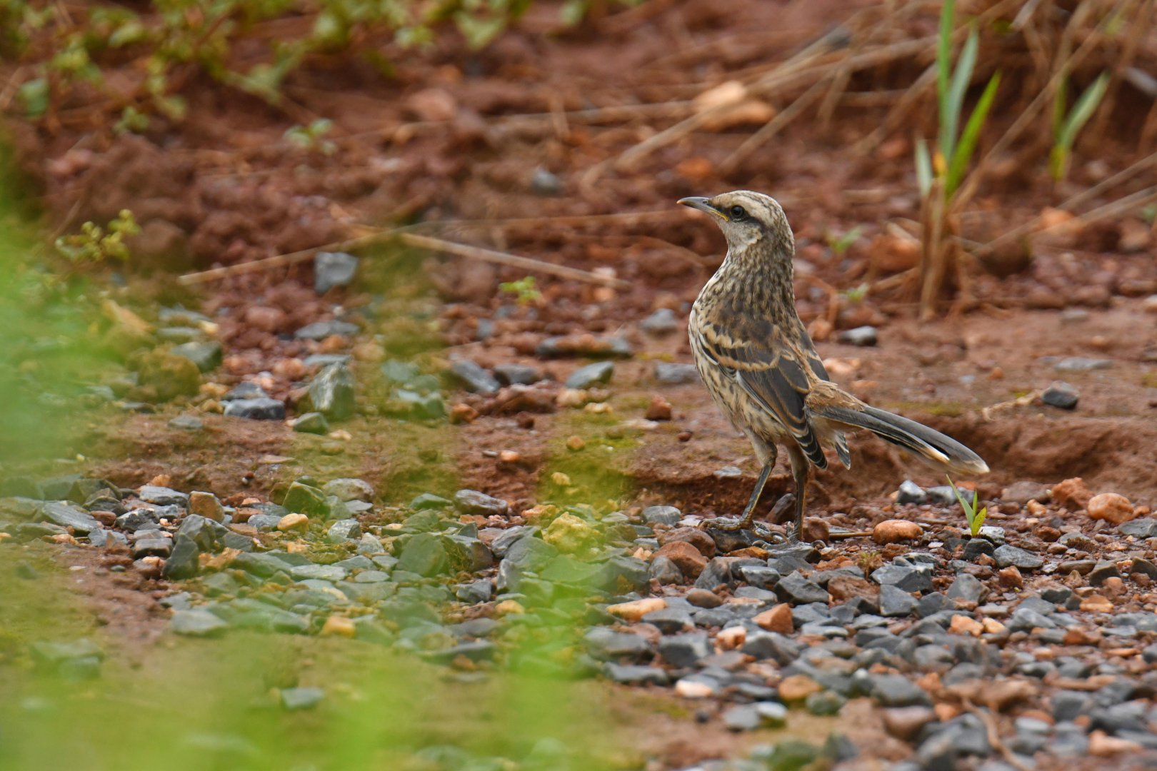Chalk-browed Mockingbird (Mimus saturninus)