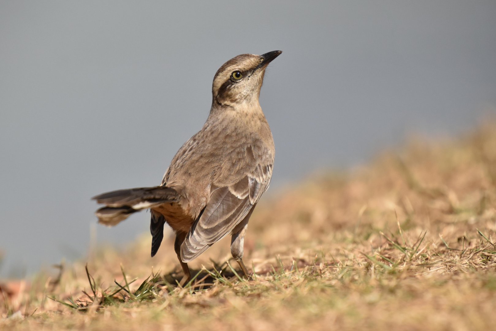 Chalk-browed Mockingbird (Mimus saturninus)
