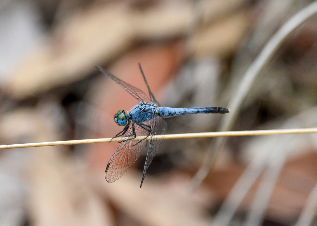 Chalky Percher, Diplacodes trivialis