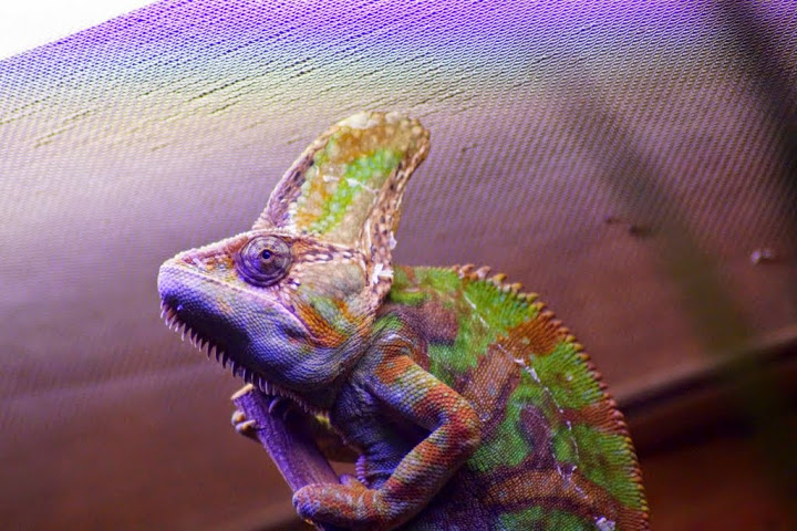 Chamaeleo calyptratus