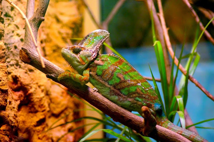 Chamaeleo calyptratus