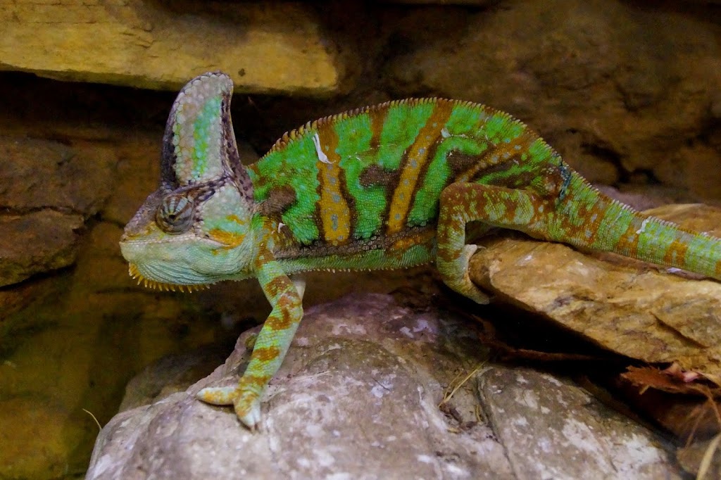 Chamaeleo calyptratus
