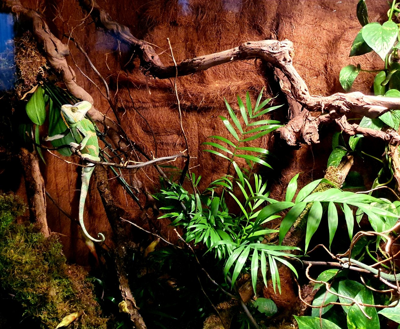 Chamaeleo calyptratus