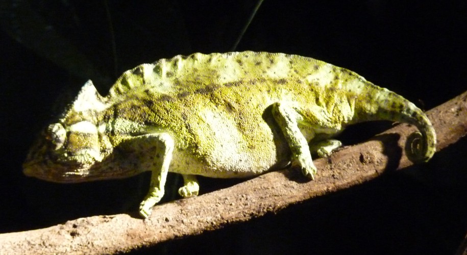 Chamaeleo cristatus (preserved)