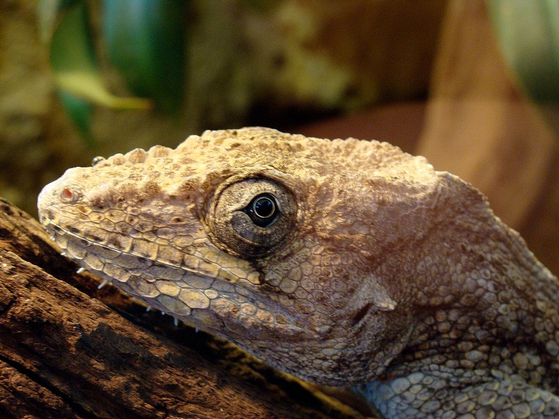 Chamaeleolis barbatus
