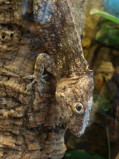 Chamaeleolis barbatus