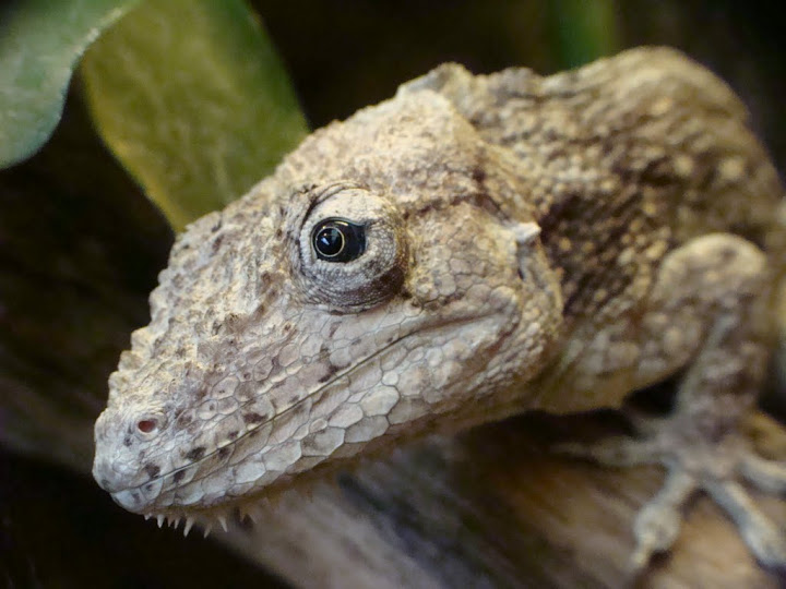 Chamaeleolis barbatus