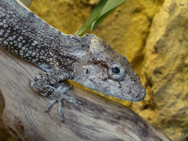 Chamaeleolis barbatus