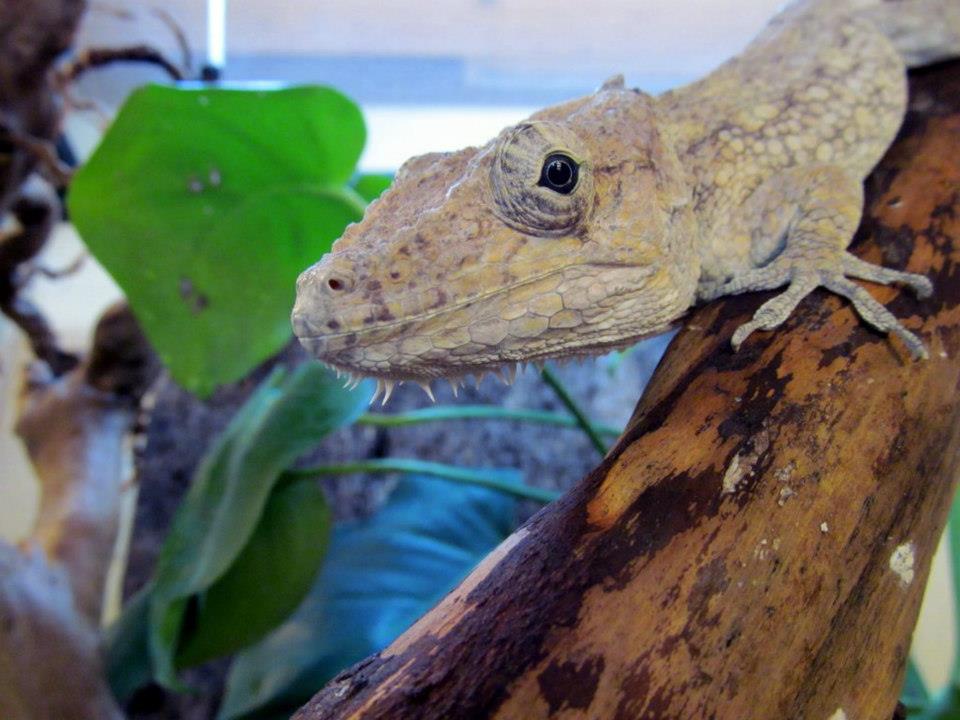 Chamaeleolis barbatus