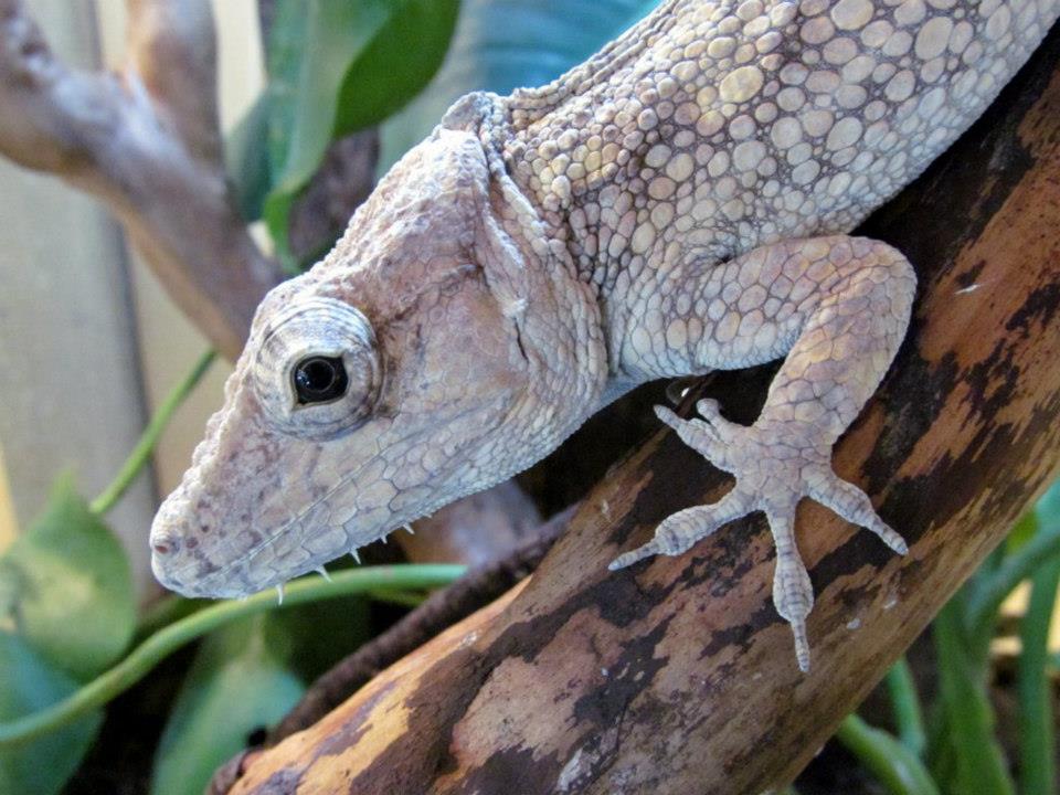 Chamaeleolis barbatus