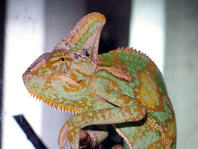 Chamaleo calyptratus