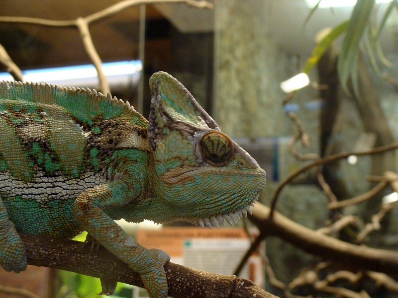 Chamaleo calyptratus