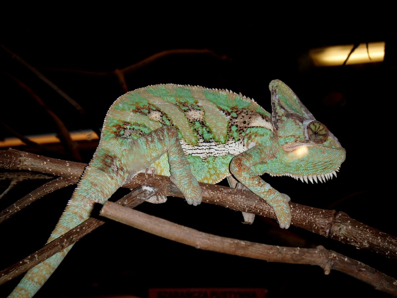Chamaleo calyptratus