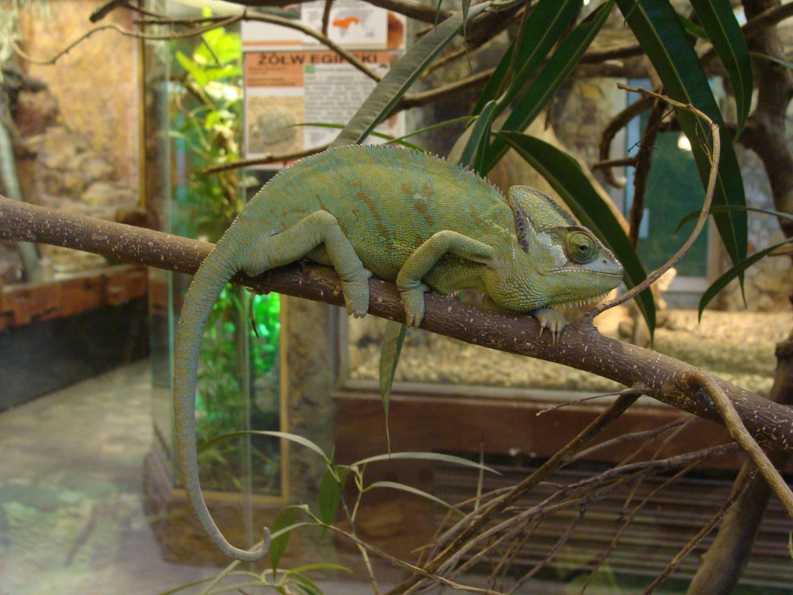 Chamaleo calyptratus