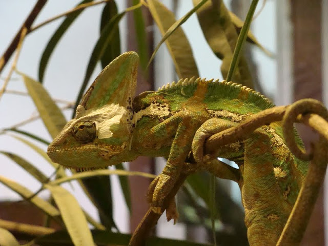 Chamaleo calyptratus