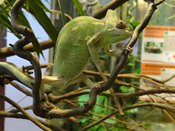 Chamaleo calyptratus