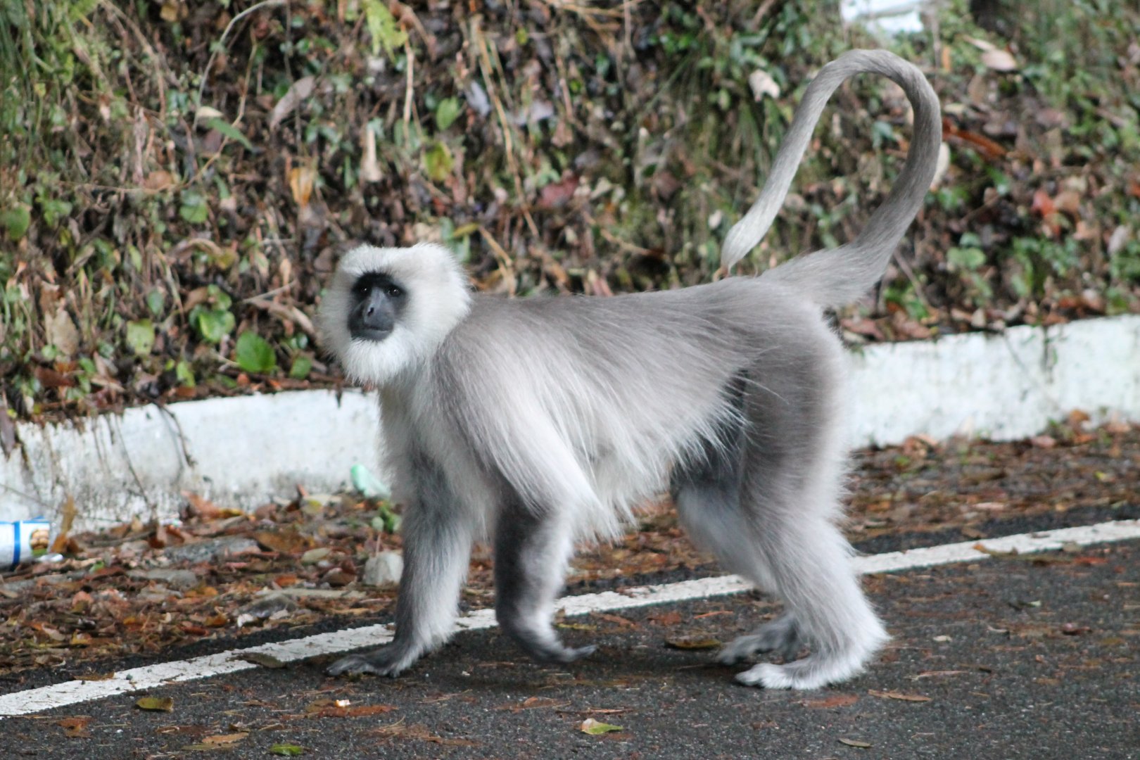 Chamba Sacred Langur (Semnopithecus ajax)
