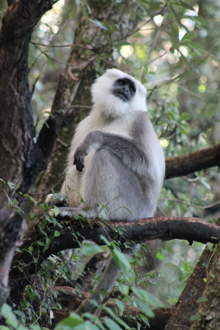 Chamba Sacred Langur (Semnopithecus ajax)